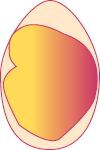 Embryo on Day 19