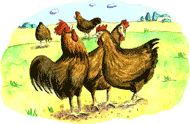 chickens